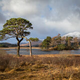 Pines at Loch Tulla