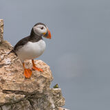 Puffin At Cliff edge
