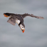 Puffin In Flight