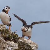Puffin Pair