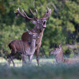Red Deer Stag Bellowing