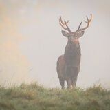 Red Deer Stag morning mist
