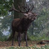 Red Deer Stag