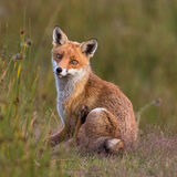 Red Fox On Moorland