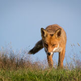 Red Fox in evening light