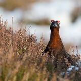 Red Grouse in heather