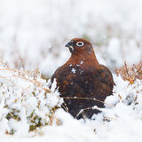 Red Grouse in snow