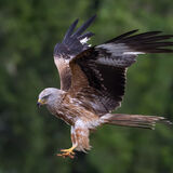 Red Kite hunting