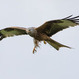 Red Kite