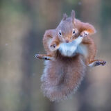 Red Squirrel jumping