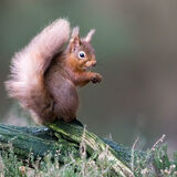 Red Squirrel winter tufts