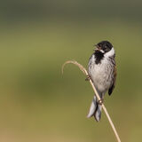 Reed Bunting calling