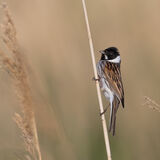Reed Bunting