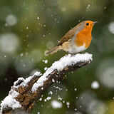 Robin in snow