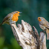 Robins on stump