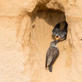 Sand Martin at nest