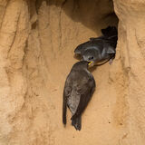 Sand Martin feeding young