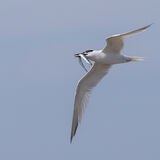 Sandwich Tern