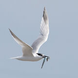 Sandwich Tern with eel