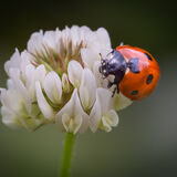 Seven Spot Ladybird on Clover