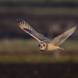 Short Eared Owl in flight