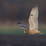 Short Eared Owl wings up