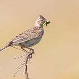 Skylark