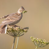 Skylark with caterpiller