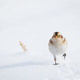 Snow Bunting