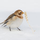 Snow Bunting with grass