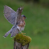 Sparrowhawk Alarmed