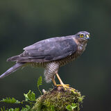 Sparrowhawk Perched