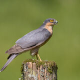Sparrowhawk