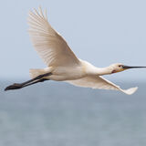 Spoonbill in flight