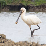 Spoonbill