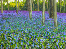 Spring Wanderings: Chantries April 2019 Print bluebells woodland spring Becca Clegg chantry wood Guildford