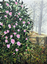 Misty Morning: Leith Hill Misty Morning :Leith Hill
