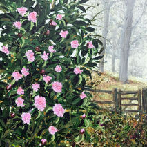 Misty Morning: Leith Hill Misty Morning :Leith Hill