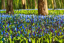Kingswood Bluebells, Warlingham Kingswood Bluebells