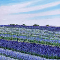 Lavender Field II lavender flowers field lavenderfield Becca Clegg