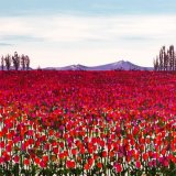 Orange and Pink Tulips Giclee Print