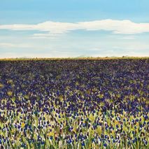 Purple Iris Field