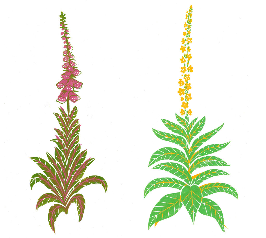 Tall Wildflowers