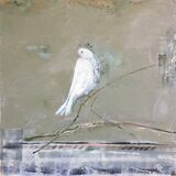 White, White Dove