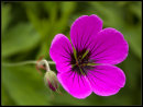 Projected 2nd Equal: Flower with bud
