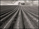 Prints 2nd equal: Furrowed Field