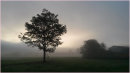 Projected 3rd Equal: Misty Tree