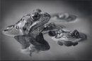Prints 3rd Place: Ready to Mate