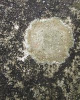 Lichen