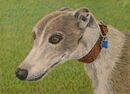 This is a portrait of a favourite pet in pastels.